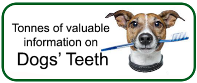 Valuable information about dog teeth
